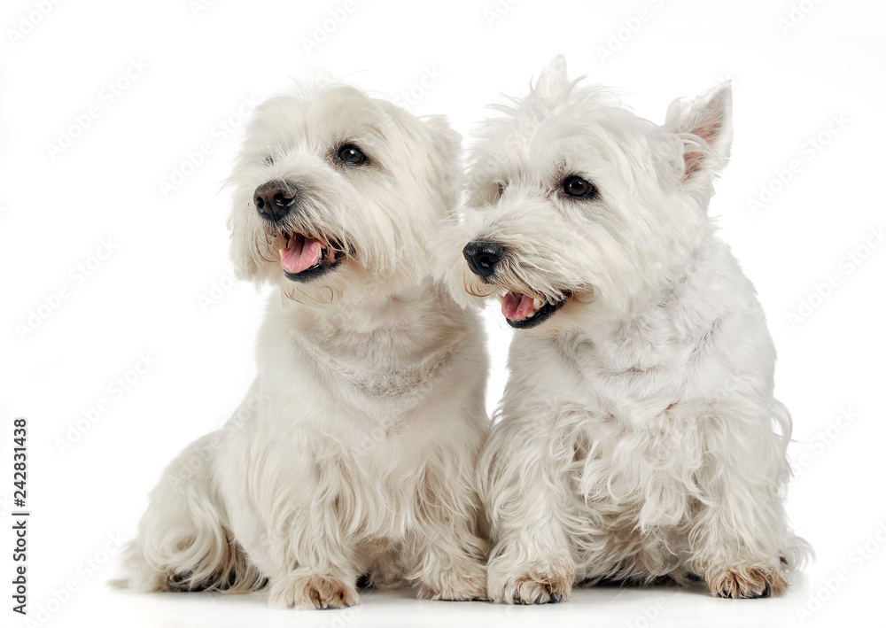 two west highland white terrier sitting in a white studio floor