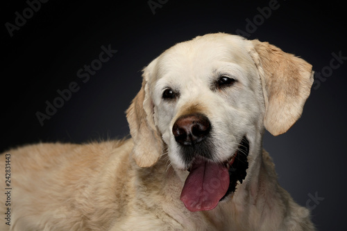 Happy labrador retriever in a gray photo studio © kisscsanad
