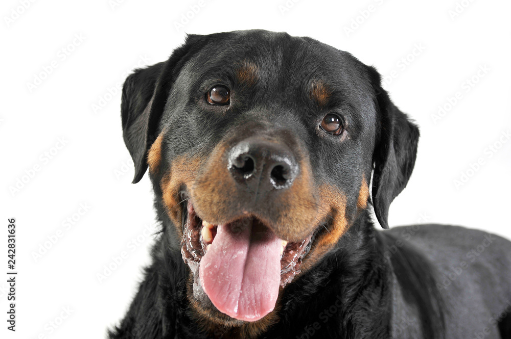Rottweiler lying in the white studio floor Rottweiler lying in the white studio floor