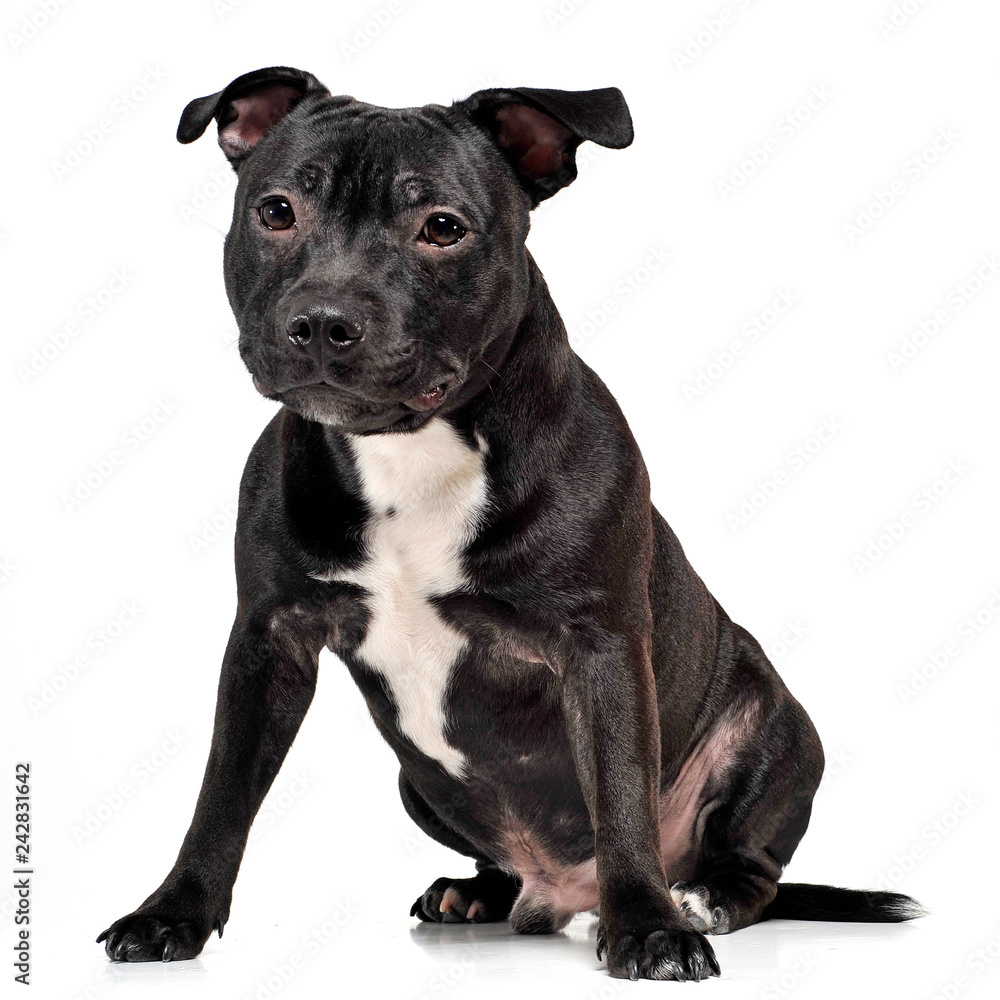 Puppy Staffordshire Bull Terrier sitting in a white studio