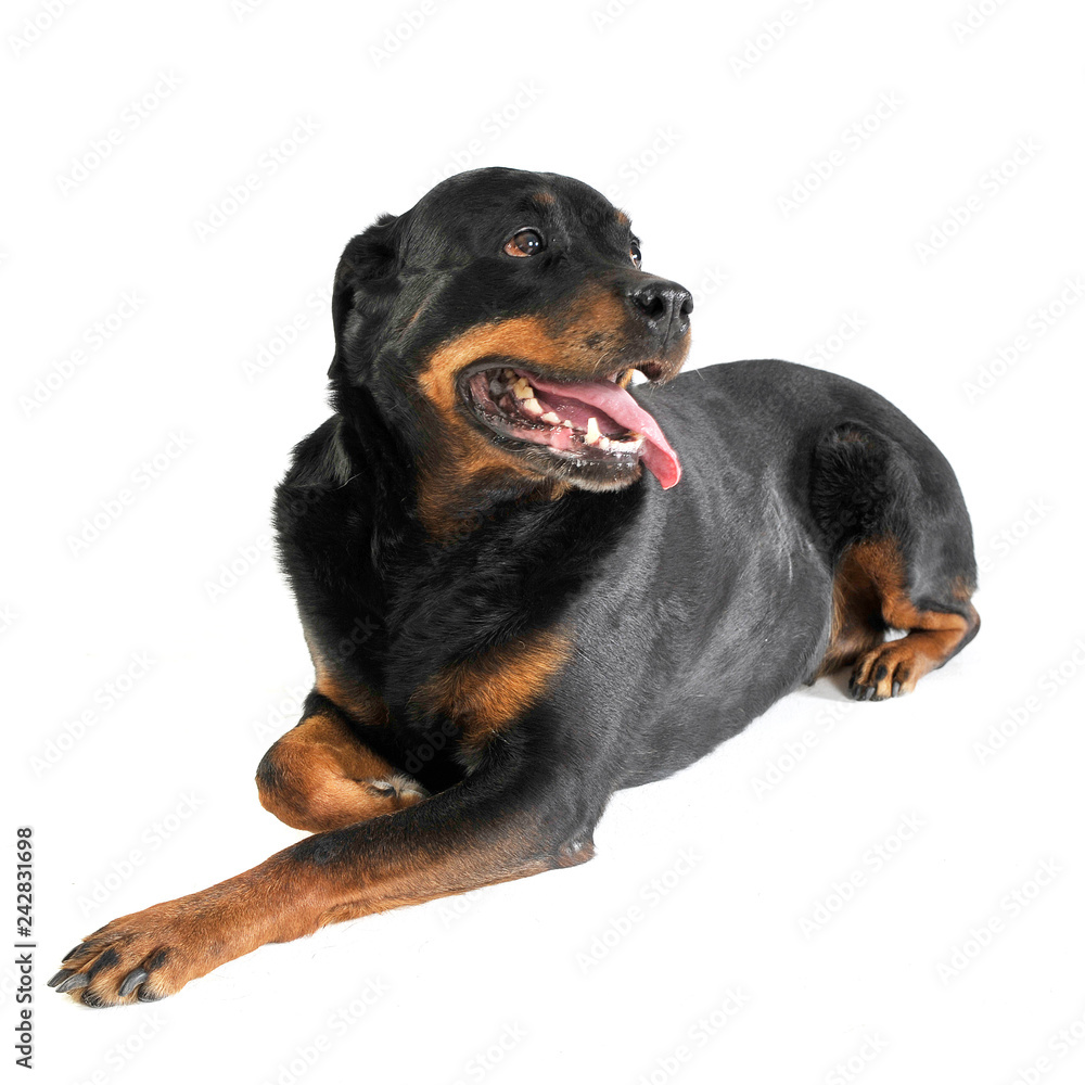 Rottweiler lying in the white studio floor Rottweiler lying in the white studio floor
