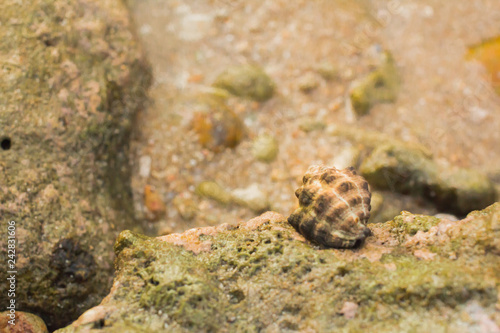 Sea Shells in Phuket Thailand