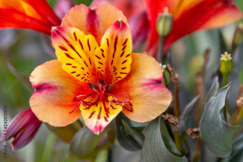 colorful flower head colorful flower head