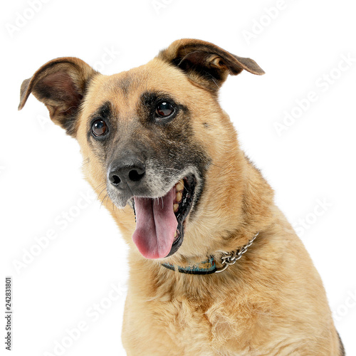 brown mixed breed dog in a white studio © kisscsanad