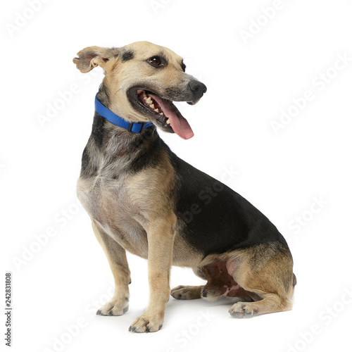 brown and black mixed breed dog in a white studio