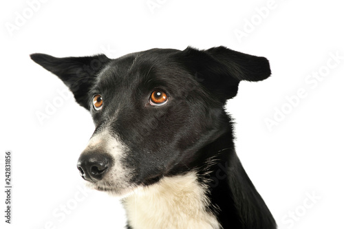 Mixed breed black dog in a white background