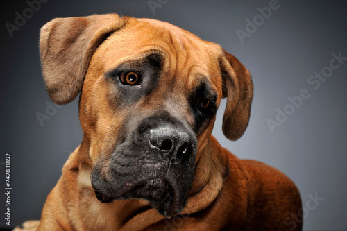 Puppy Cane Corso in gray background photo studio