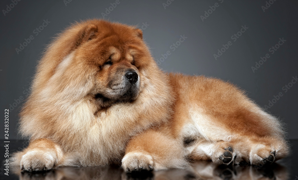 Chow chow in a gray photo studio