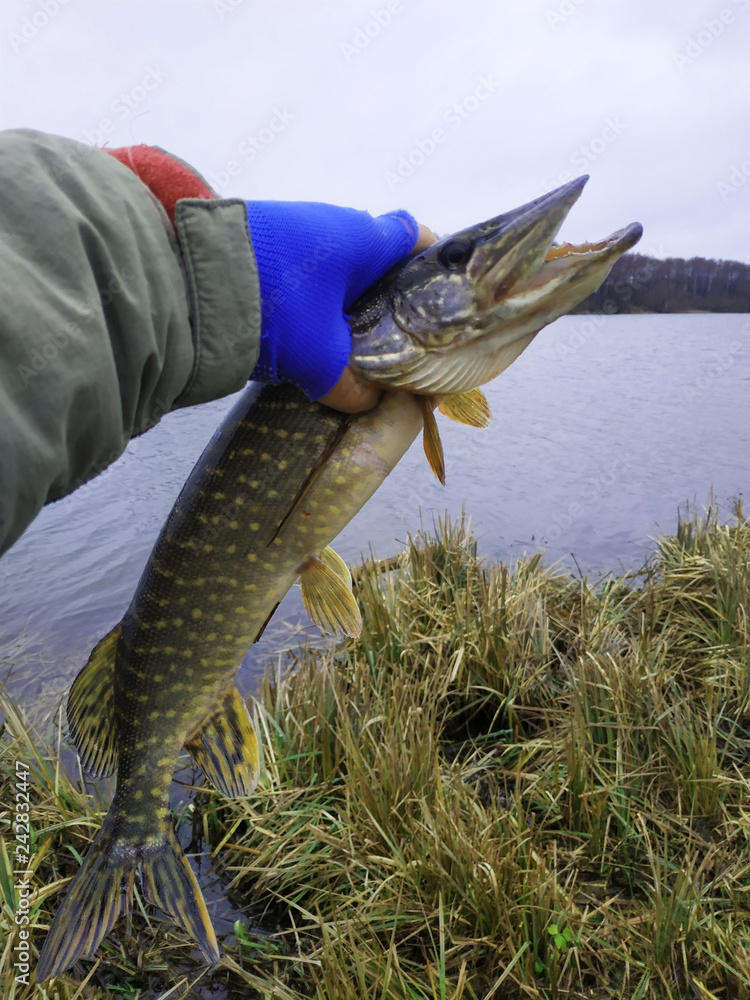 Obraz premium pike in the hand of a fisherman, a fishing catch, a fish caught on the bait