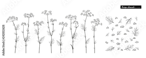 Fennel. Vector set isolated on white.