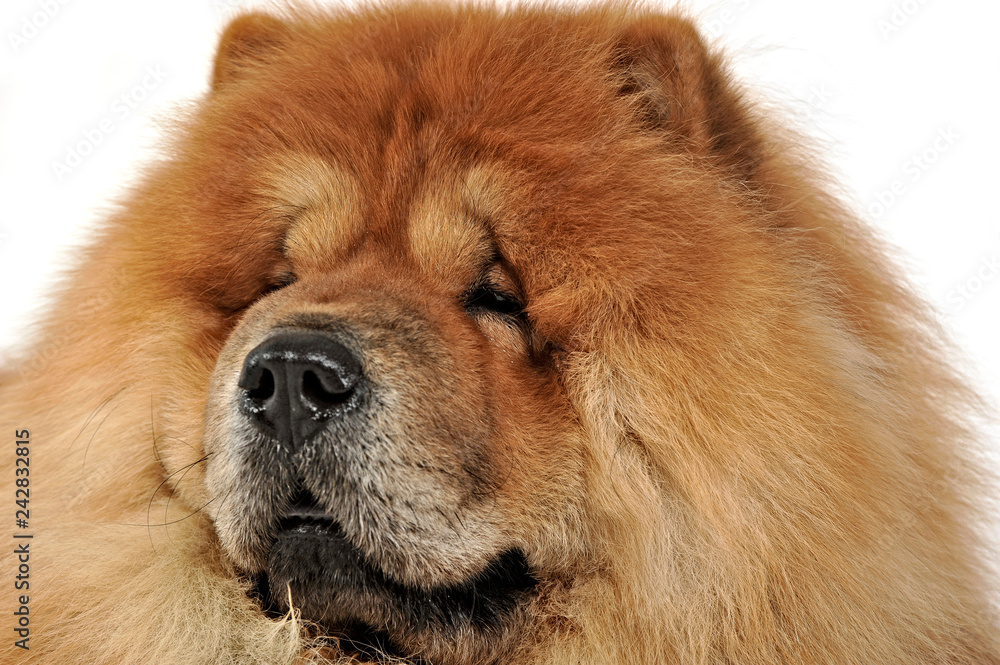 Beautiful chow chow posing in a photo studio Beautiful chow chow posing in a photo studio