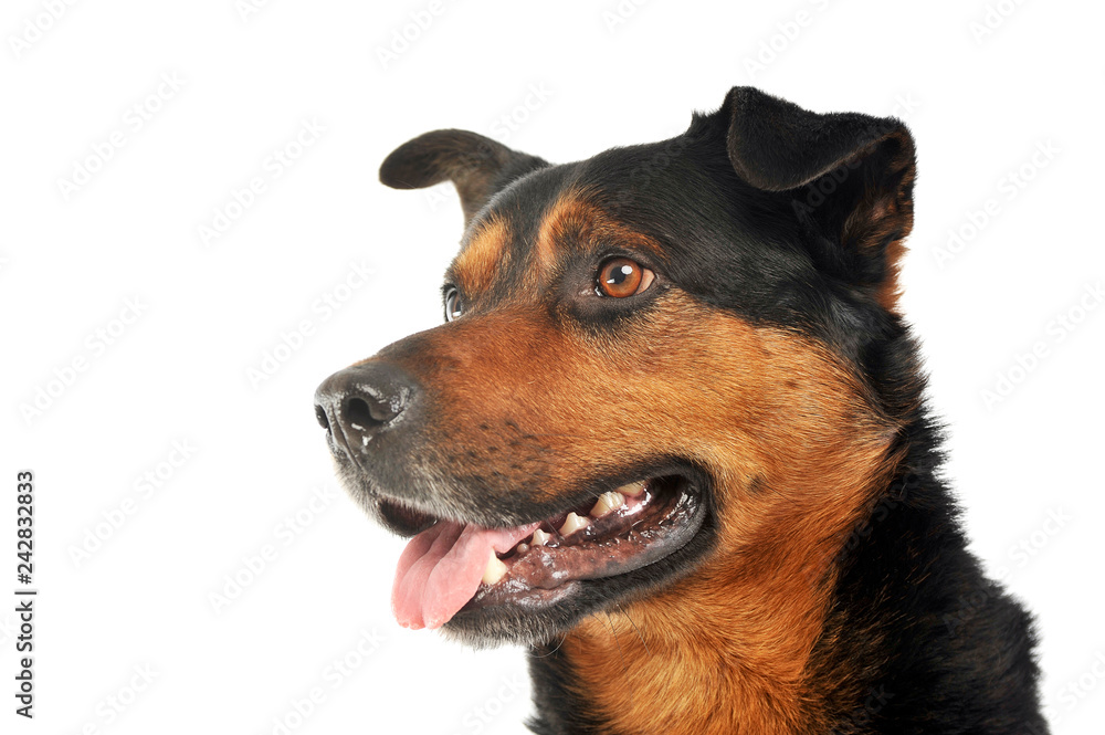 Mixed breed strong dog portrait in white photo background