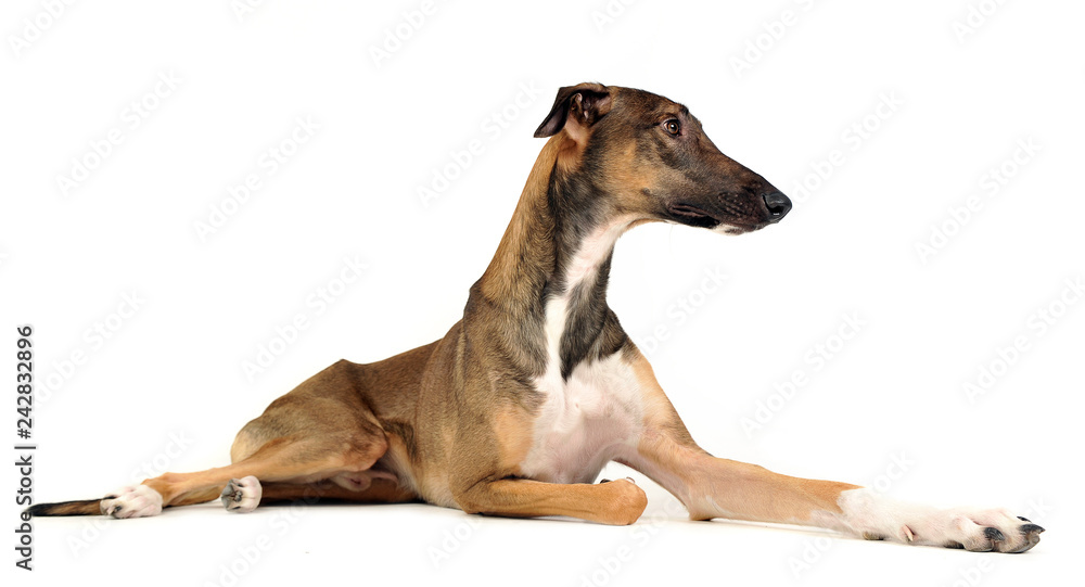 Chart polski enjoy the photo shooting in studio