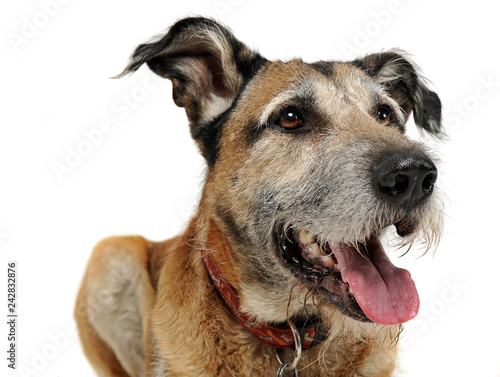 Mixed breed funny dog in a white studio