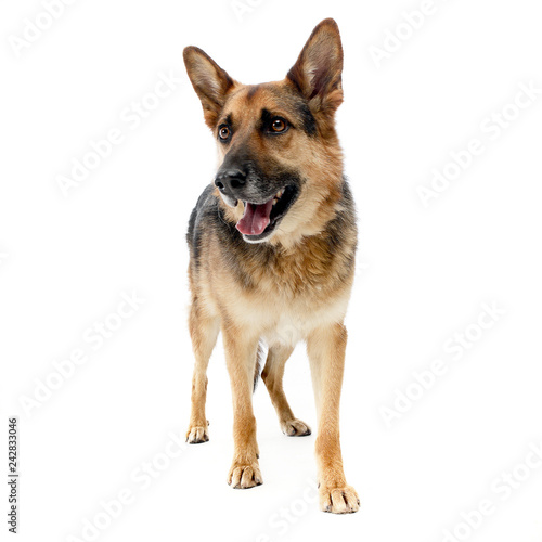 German sherpherd dog posing in a white background studio