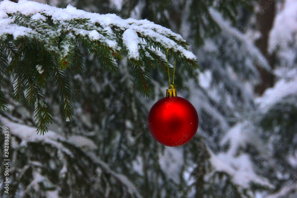 Red Christmas ball on the fir branch with snow, Christmas background, Christmas tree toy on the branch, tree in the forest with Christmas toy Red Christmas ball on the fir branch with snow, Christmas background, Christmas tree toy on the branch, tree in the forest with Christmas toy
