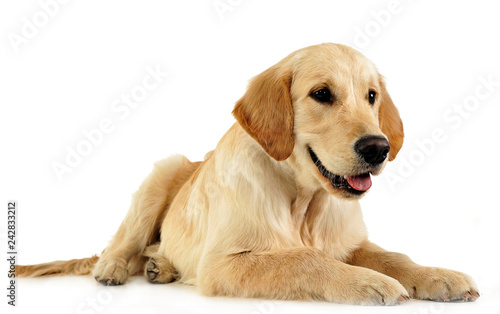 Puppy labrador retriever in the white studio