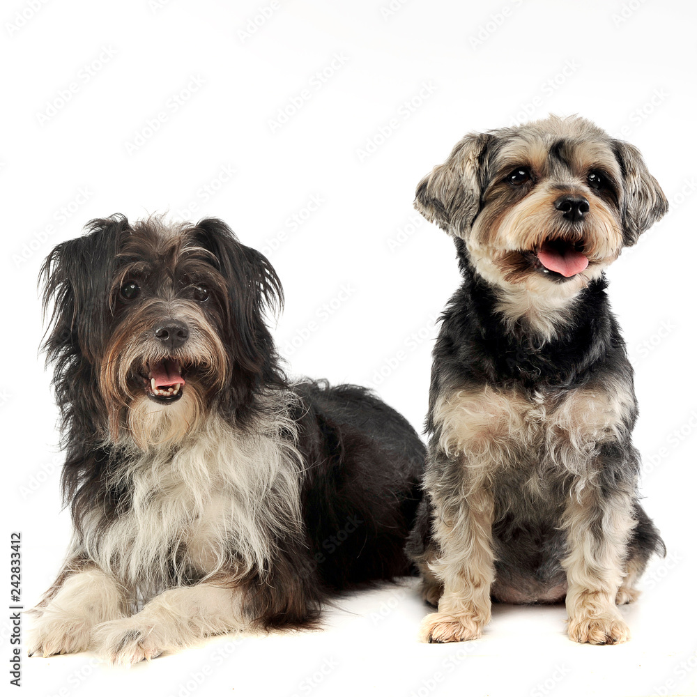 mixed breed funny dog in a photo studio