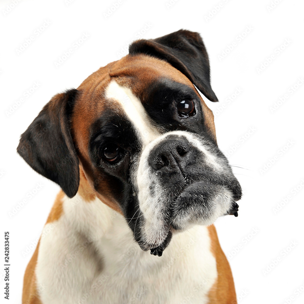 nice young boxer in the photo studio nice young boxer in the photo studio