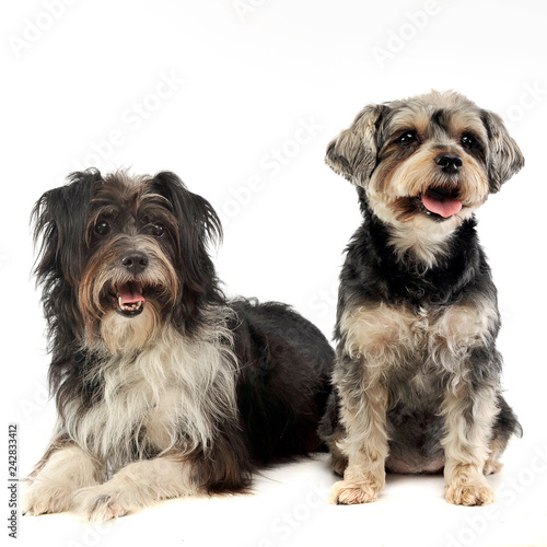mixed breed funny dog in a photo studio