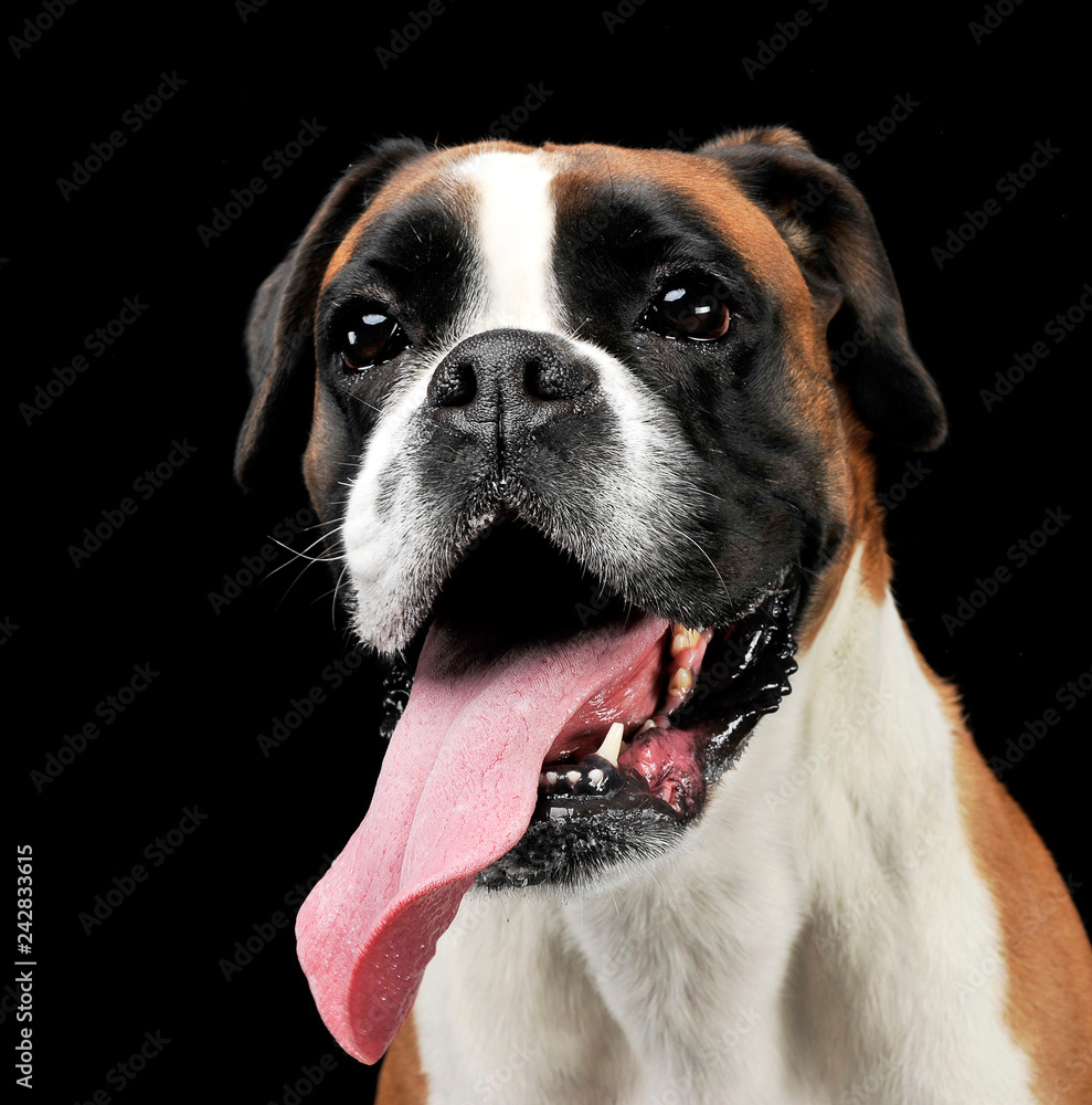 nice young boxer in the photo studio nice young boxer in the photo studio