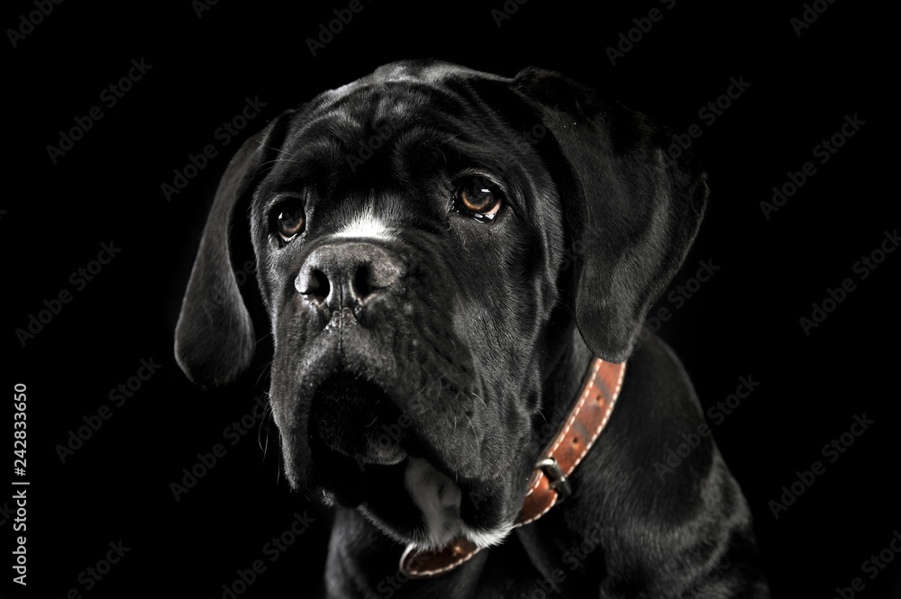 Puppy black cane corso portrait in studio