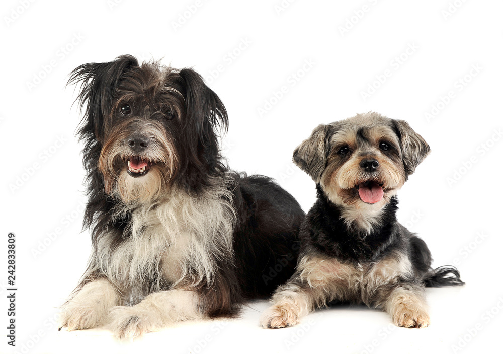 mixed breed funny dog in a photo studio mixed breed funny dog in a photo studio