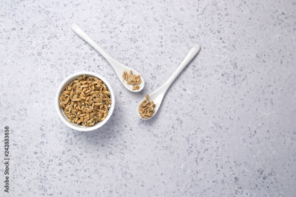 Sprouted wheat on a light background. toned Sprouted wheat on a light background. toned