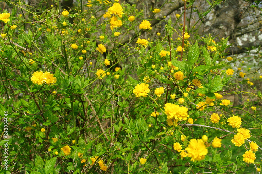 fleur arbuste jaune