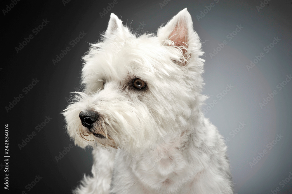 west highland white terrier portraits in studio