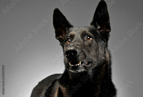 Mixed breed dog in a photo studio © kisscsanad