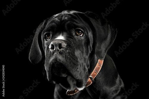 Puppy black cane corso portrait in studio