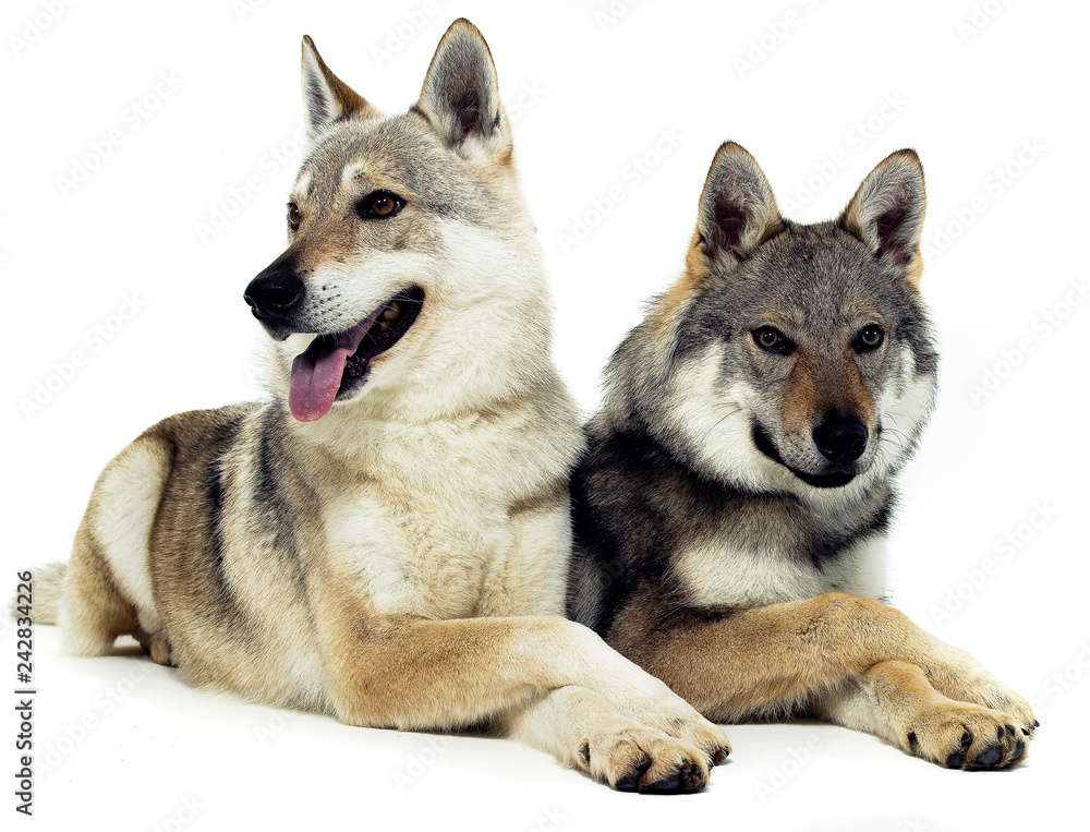 Czech wolfs are relaxing on the white floor