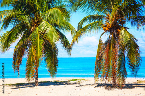 Vacation holidays background wallpaper. Palm trees and tropical beach in Varadero  Cuba.