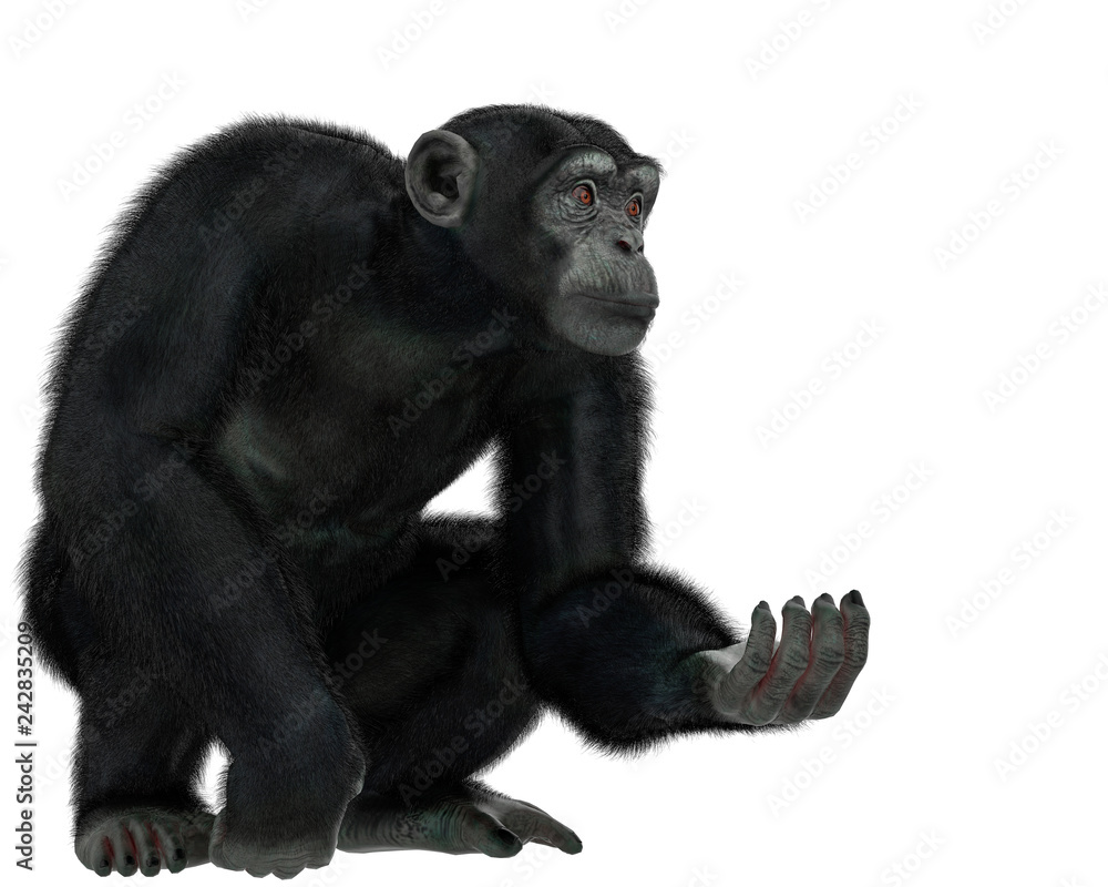Naklejka premium chimpanzee in a white background