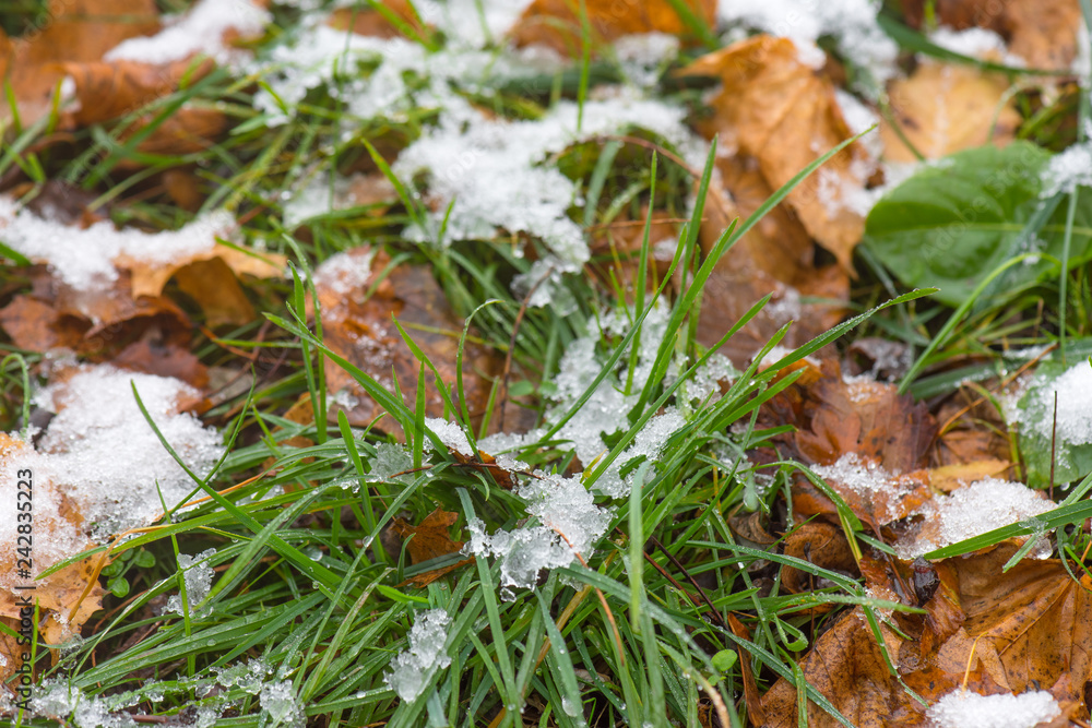 Melting snow at park - close up top view. Spring water - white snow and ice melting, unveiling green grass and autumn leaves. Melting snow at park - close up top view. Spring water - white snow and ice melting, unveiling green grass and autumn leaves.
