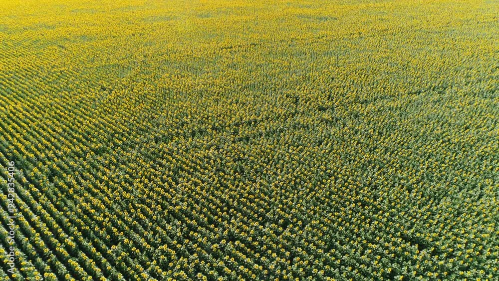 Flight over sunflower field Flight over sunflower field