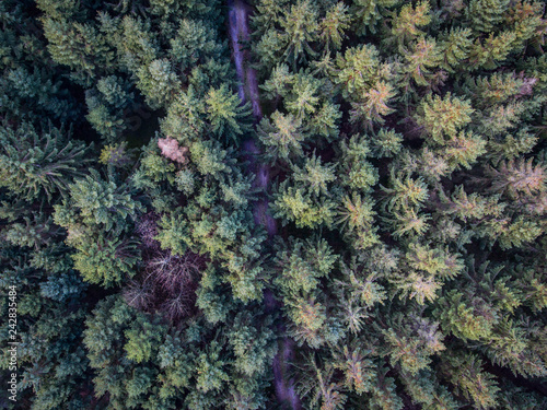 Tree top forest © stigaard