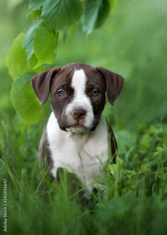 Pretty American Pit Bull Terrier in the open air