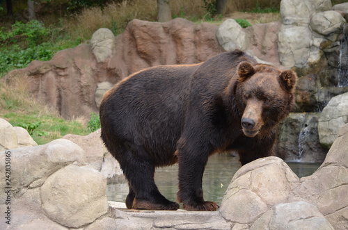 Brown bear in the zoological garden in Brno