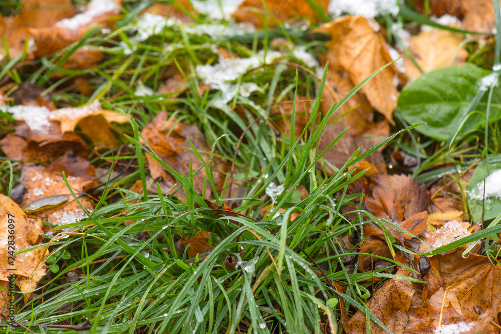 Melting snow at park - close up top view. Spring water - white snow and ice melting, unveiling green grass and autumn leaves. Melting snow at park - close up top view. Spring water - white snow and ice melting, unveiling green grass and autumn leaves.