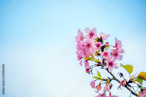 Beautiful cherry blossoms sakura tree bloom in spring over blue sky, copy space, close up.