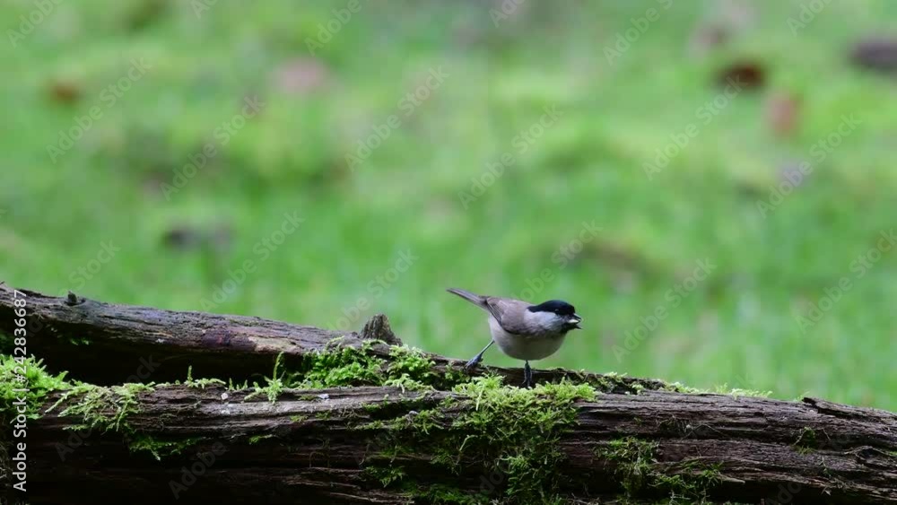 Marsh tit and nuthatch search feed on the deadwood, winter, (parus palustris), germany Marsh tit and nuthatch search feed on the deadwood, winter, (parus palustris), germany