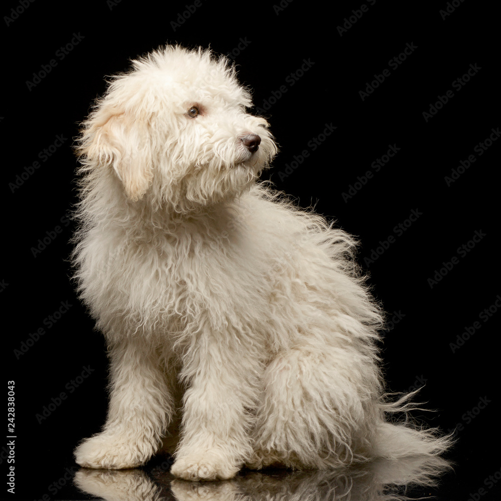 Studio shot of a cute Tibetan Terrier puppy
