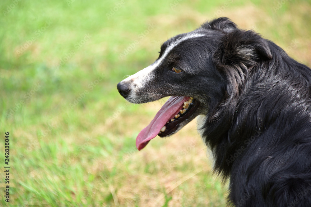 口を開けた犬 ( ボーダーコリー ) 口を開けた犬 ( ボーダーコリー )