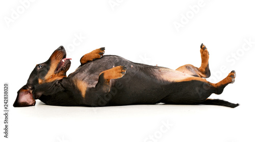 Studio shot of an adorable short haired Dachshund