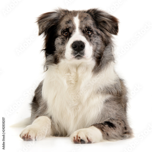 Studio shot of a cute Border Collie puppy