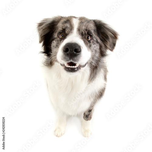 Studio shot of a cute Border Collie puppy