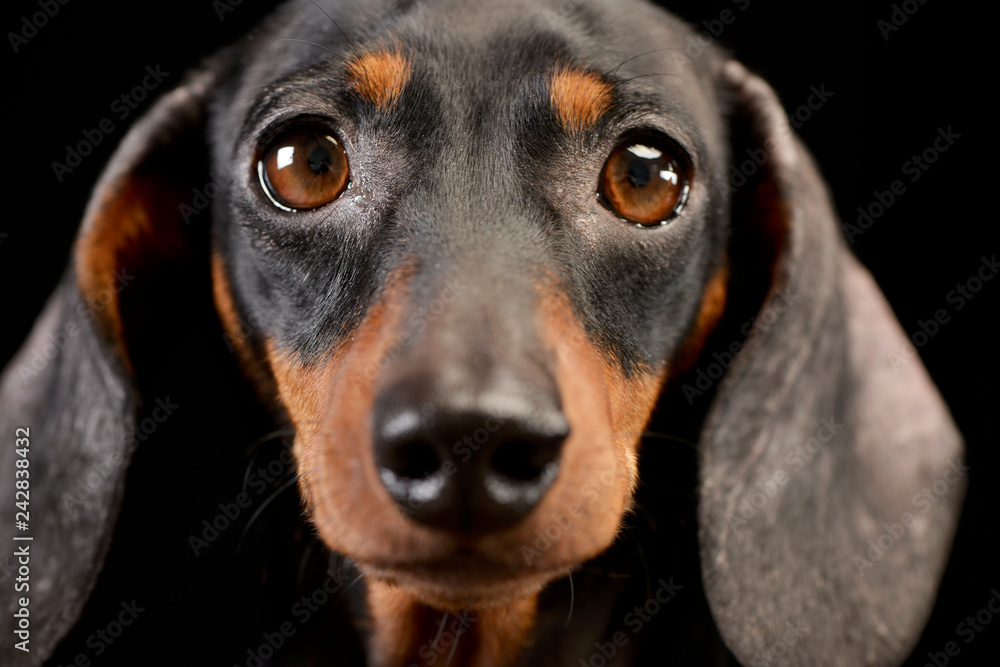 Portrait of an adorable Dachshund dog