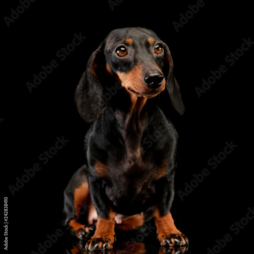 Studio shot of an adorable Dachshund dog © kisscsanad